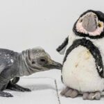 Rare King Penguin Chick Hatches Amid UK Heatwave