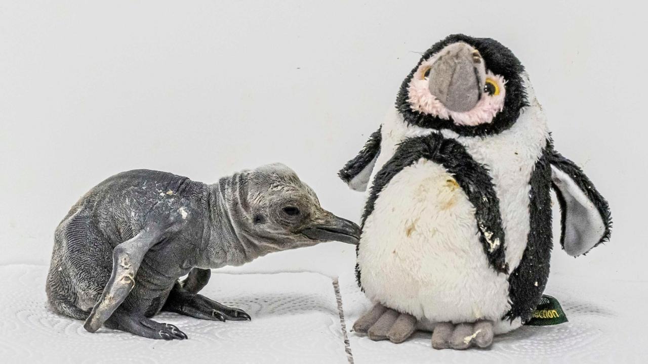 Rare King Penguin Chick Hatches Amid UK Heatwave Rare King Penguin Chick Hatches Amid UK Heatwave