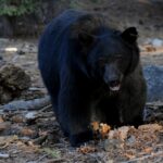 Kentucky Resident’s KFC Dinner Stolen by Intruding Bear Kentucky Resident’s KFC Dinner Stolen by Intruding Bear