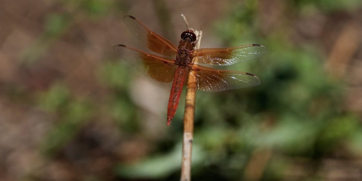 California Experiences Unprecedented Dragonflies Swarms Following Spring Rainfall California Experiences Unprecedented Dragonflies Swarms Following Spring Rainfall