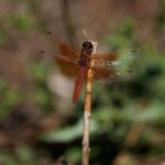 California Experiences Unprecedented Dragonflies Swarms Following Spring Rainfall