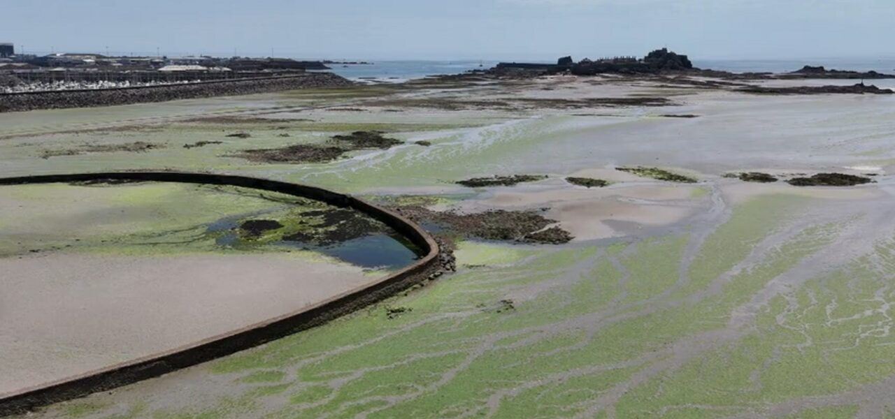 St Aubin’s Bay Experiences Unprecedented Summer Free of Green Sea Lettuce St Aubin’s Bay Experiences Unprecedented Summer Free of Green Sea Lettuce