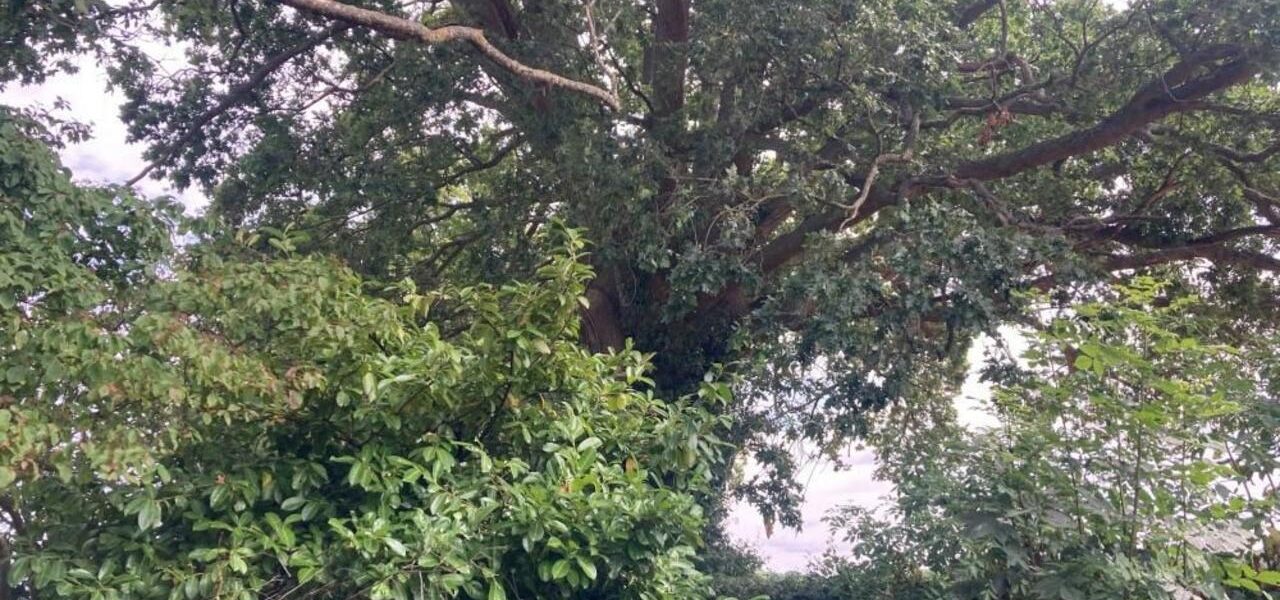 300-Year-Old Oak Among Six Trees Granted Preservation Orders in Devon
