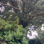 300-Year-Old Oak Among Six Trees Granted Preservation Orders in Devon