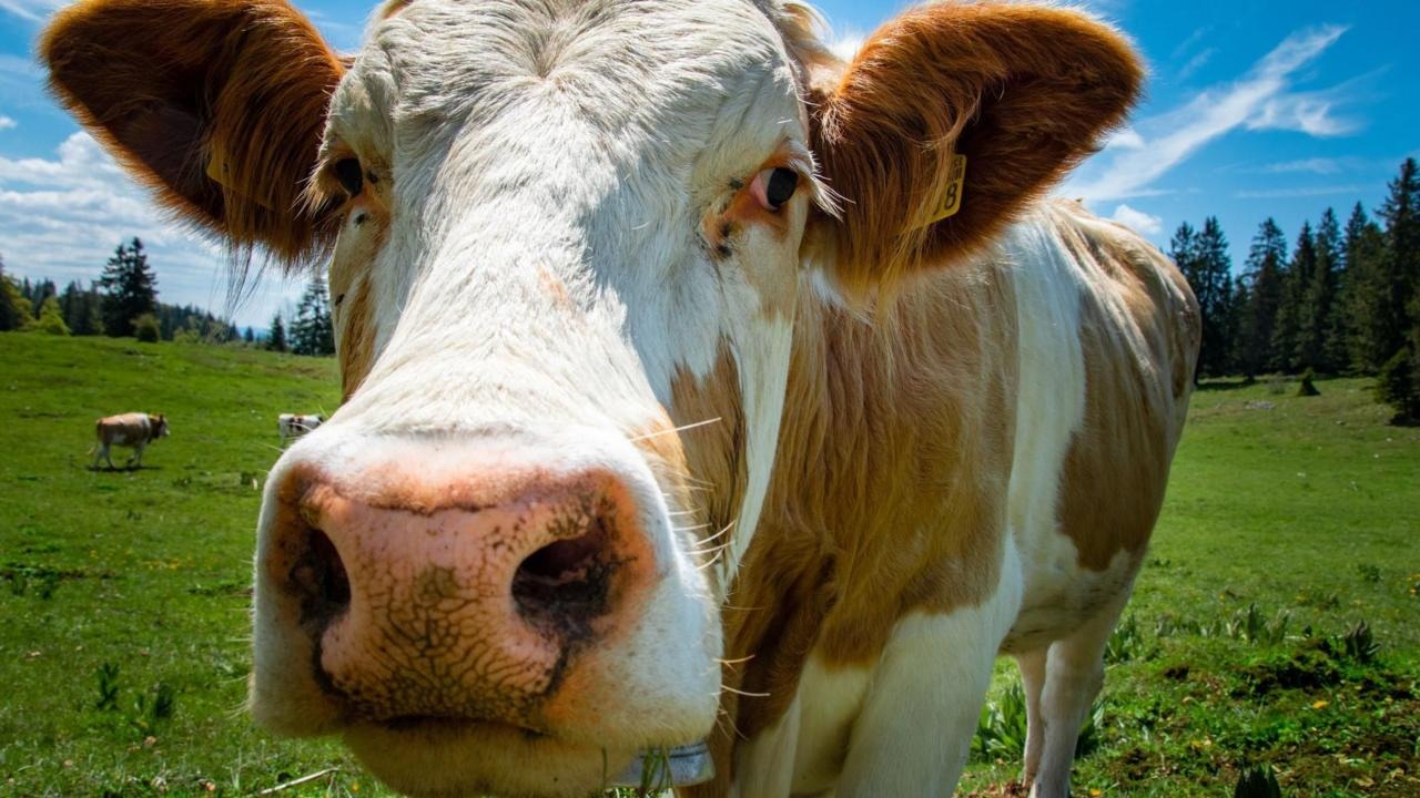 Northern Ireland Farm Profits Exceed £1bn in 2025 Northern Ireland Farm Profits Exceed £1bn in 2025