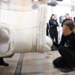 Four Belugas Relocated to Shedd Aquarium from Closed Canadian Theme Park Four Belugas Relocated to Shedd Aquarium from Closed Canadian Theme Park