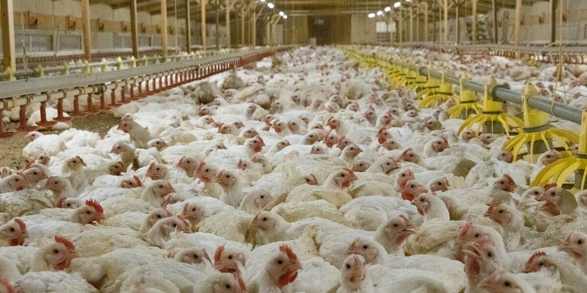 RSPCA Unveils New Strategy to Combat UK Food Poisoning Crisis RSPCA Unveils New Strategy to Combat UK Food Poisoning Crisis