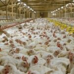 RSPCA Unveils New Strategy to Combat UK Food Poisoning Crisis RSPCA Unveils New Strategy to Combat UK Food Poisoning Crisis
