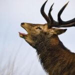 Richmond Park Deer Euthanized After Attacking Picnicker