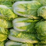 China Investigates Illegal Use of Formaldehyde in Cabbage Preservation China Investigates Illegal Use of Formaldehyde in Cabbage Preservation