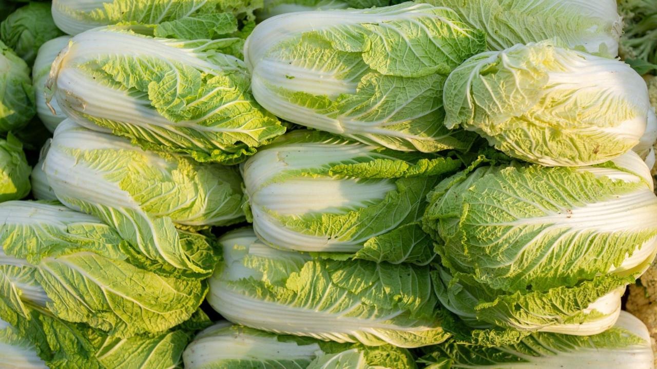 China Investigates Illegal Use of Formaldehyde in Cabbage Preservation China Investigates Illegal Use of Formaldehyde in Cabbage Preservation