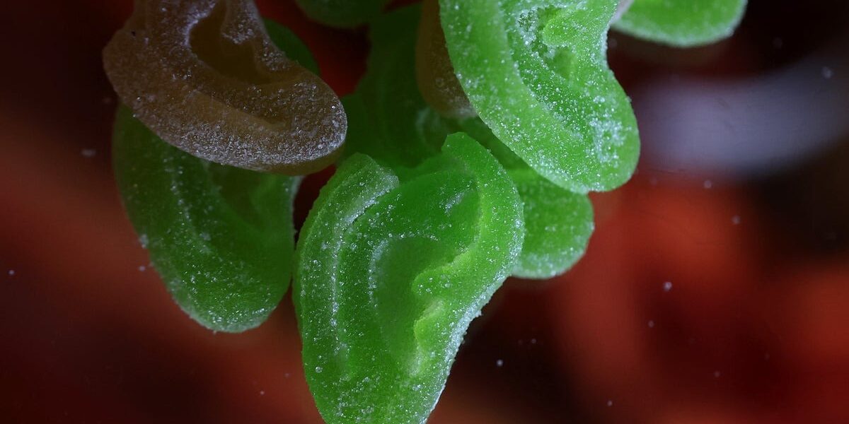 Cannabis Gummies Laced with Spice: Scientists Warn of Health Risks