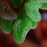 Cannabis Gummies Laced with Spice: Scientists Warn of Health Risks Cannabis Gummies Laced with Spice: Scientists Warn of Health Risks