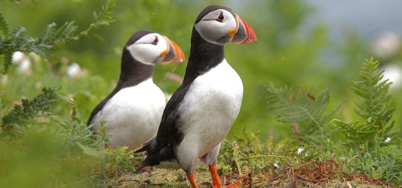 Puffin Population Flourishes on Lighthouse Island After 2013 Introduction Scheme Puffin Population Flourishes on Lighthouse Island After 2013 Introduction Scheme