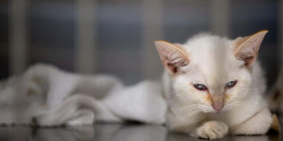 Study Reveals Shift in Cat Ownership: 76% Opt for Indoor Cats Study Reveals Shift in Cat Ownership: 76% Opt for Indoor Cats