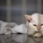 Study Reveals Shift in Cat Ownership: 76% Opt for Indoor Cats Study Reveals Shift in Cat Ownership: 76% Opt for Indoor Cats