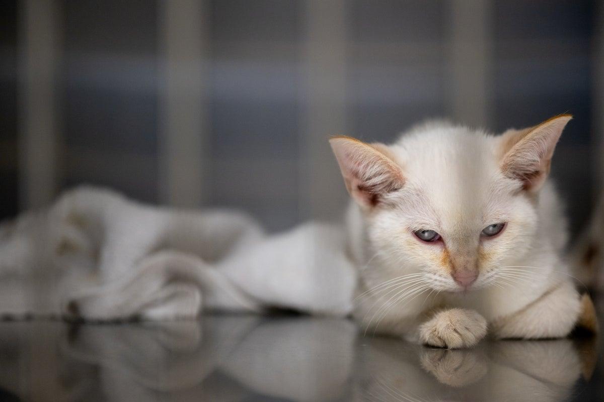 Study Reveals Shift in Cat Ownership: 76% Opt for Indoor Cats