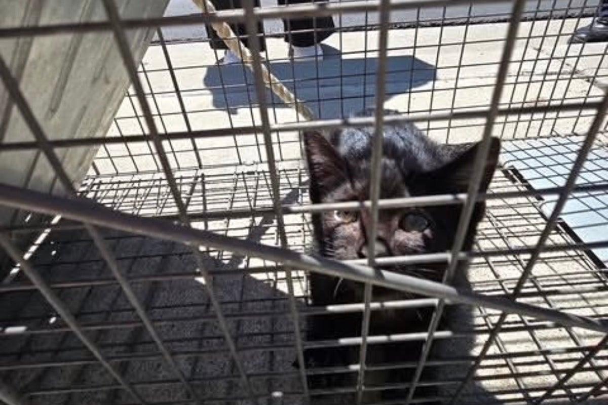Kitten Rescued After Two-Week Ordeal in California Storm Drain Kitten Rescued After Two-Week Ordeal in California Storm Drain