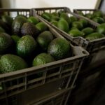 US Halts Michoacan Operations Over Avocado Export Threats