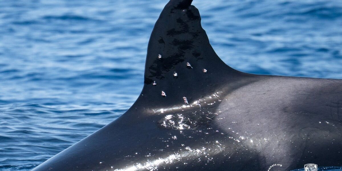 Orca With Suspected Gunshot Wounds Sparks Outrage Among Conservationists