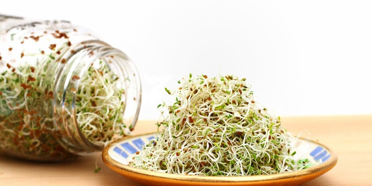 Salmonella and E. coli Outbreak: Alfalfa Sprouts Linked to 15-State Illness Surge