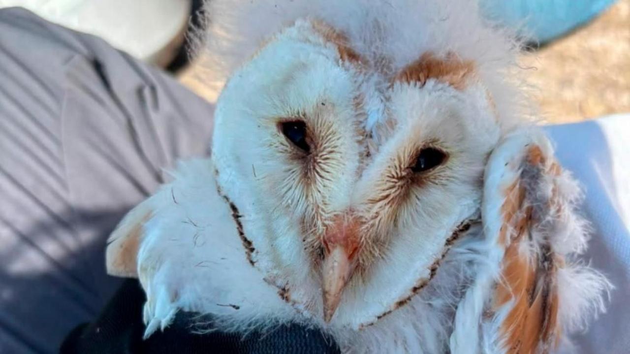 Record Barn Owl Breeding Season: Ten Chicks Raised in Fermanagh