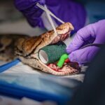 World-First: 15-Foot Python Receives Human Cancer Treatment