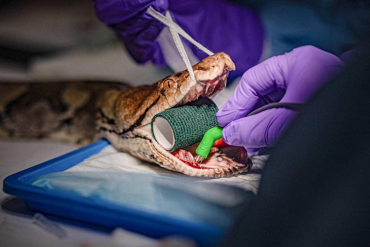 World-First: 15-Foot Python Receives Human Cancer Treatment