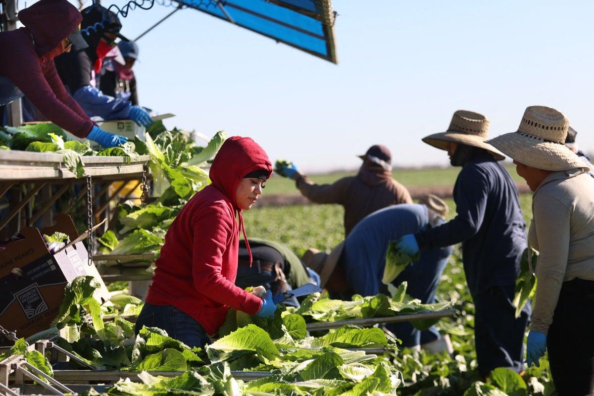 Two Fatalities Reported in US Cyclosporiasis Outbreak Linked to Contaminated Lettuce Two Fatalities Reported in US Cyclosporiasis Outbreak Linked to Contaminated Lettuce