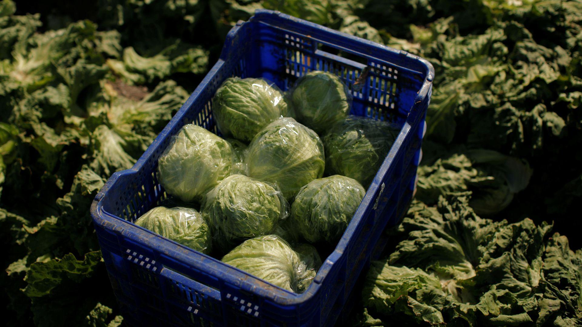 US Food Distributor Cuts Suppliers Amid Rising ‘Explosive Diarrhea’ Cases US Food Distributor Cuts Suppliers Amid Rising ‘Explosive Diarrhea’ Cases