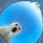 Wildlife Photographer of the Year 2026: Polar Bear and Squirrel Captivate Shortlist