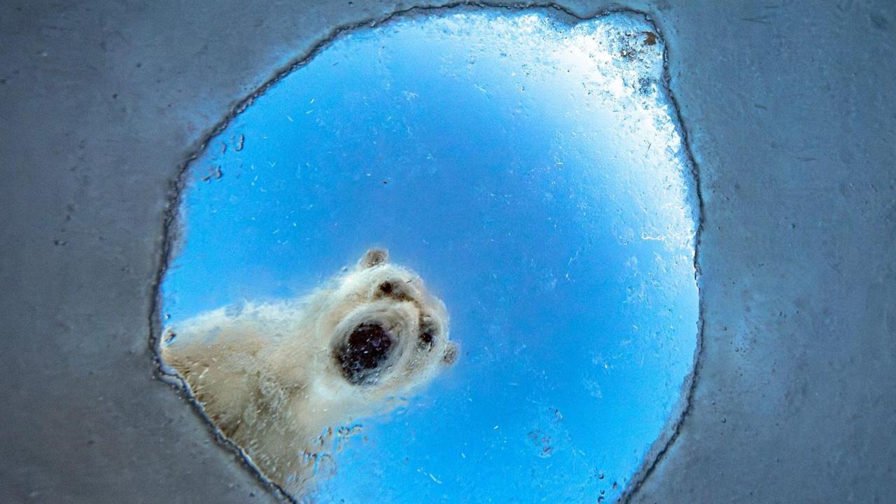 Wildlife Photographer of the Year 2026: Polar Bear and Squirrel Captivate Shortlist