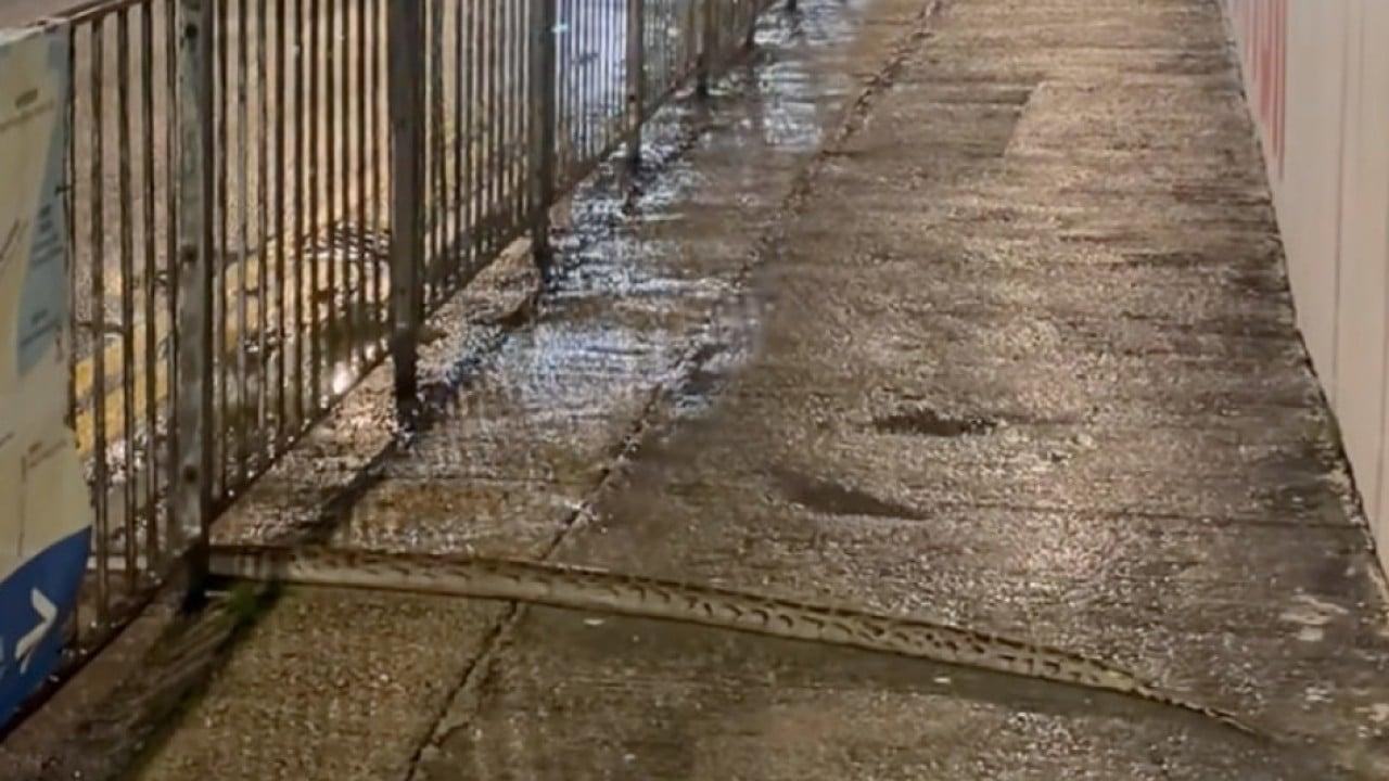 Burmese Python Sighting in Hong Kong’s Busy Causeway Bay Sparks Concern