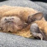Nathusius’ Pipistrelle: Rare Breeding Bat Discovered Near Reservoir