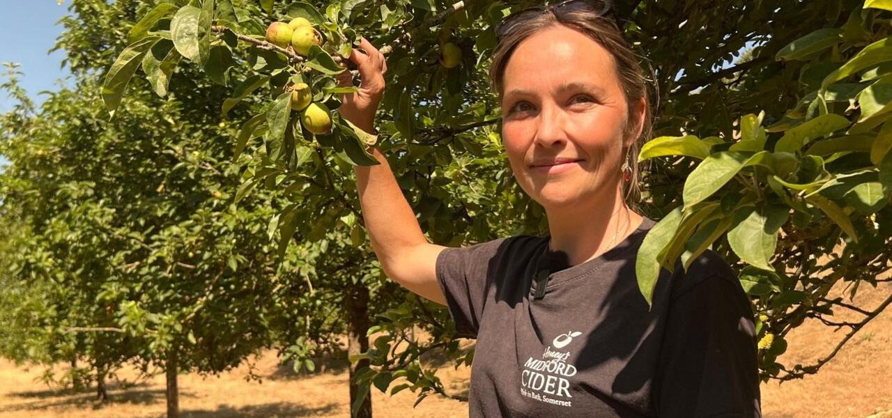 Severe Drought Drastically Reduces Apple Yields, Threatening Cider Production Severe Drought Drastically Reduces Apple Yields, Threatening Cider Production