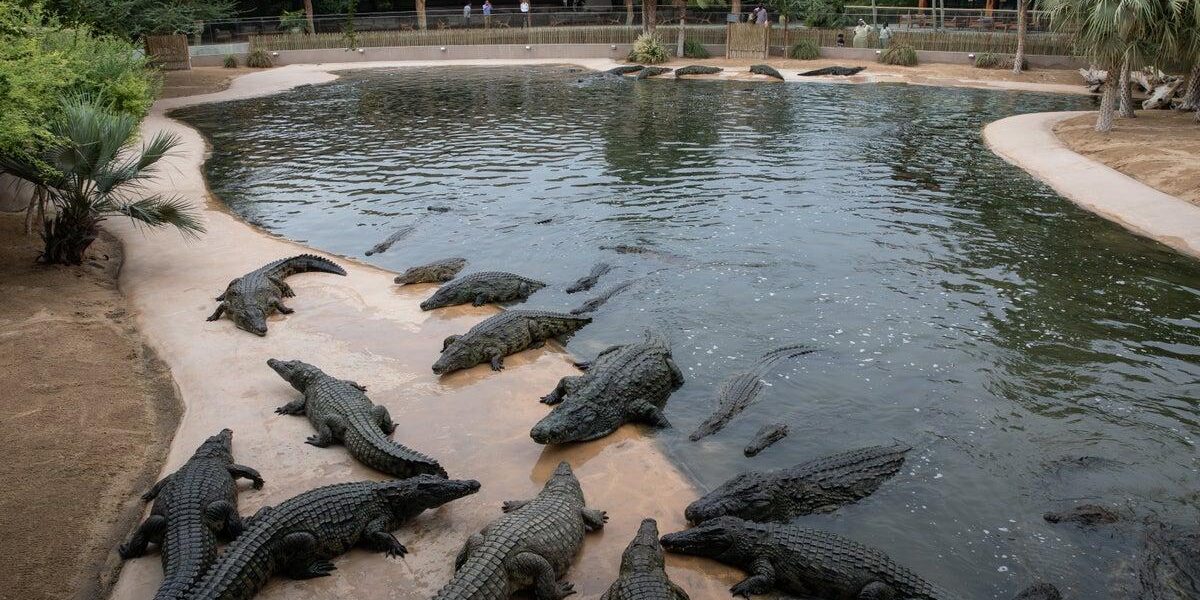 Israel Abandons Crocodile Plan for Palestinian Prisoner Jail Amid Welfare Concerns