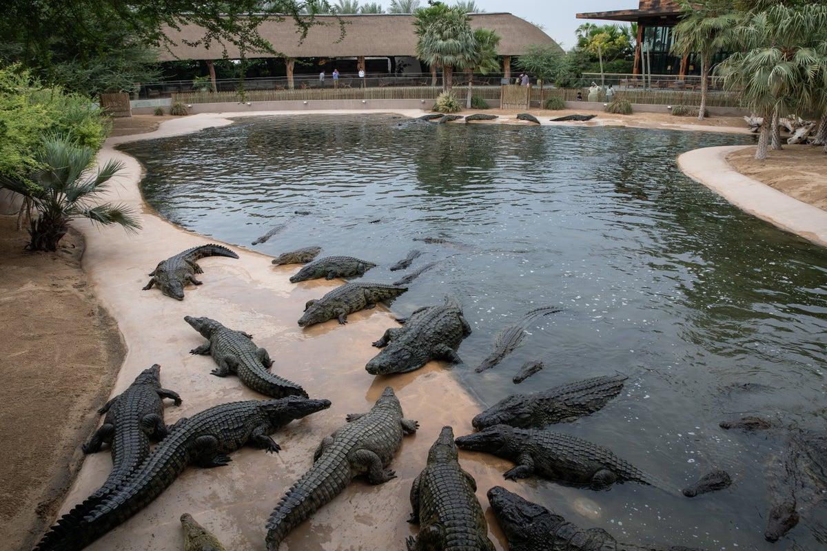 Israel Abandons Crocodile Plan for Palestinian Prisoner Jail Amid Welfare Concerns