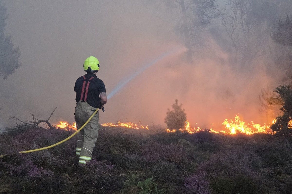 Climate Crisis: Extreme Heat Threatens British Wildlife and Landscapes