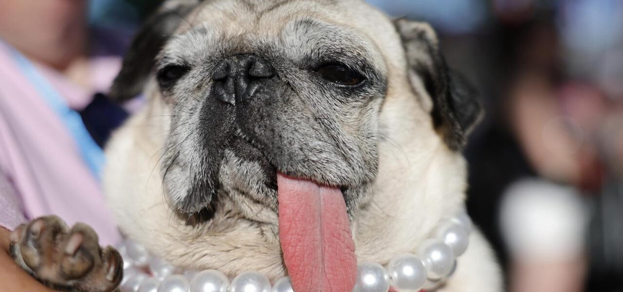 World’s Ugliest Dog Contest 2026 Winner Announced in Santa Rosa
