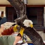Public Outrage Erupts Over Death of Jackie the Eagle at Animal Care Center Public Outrage Erupts Over Death of Jackie the Eagle at Animal Care Center