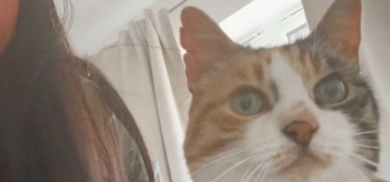 Long-Lost Cat Returns Home on Owner’s 30th Birthday After 10 Years Long-Lost Cat Returns Home on Owner’s 30th Birthday After 10 Years