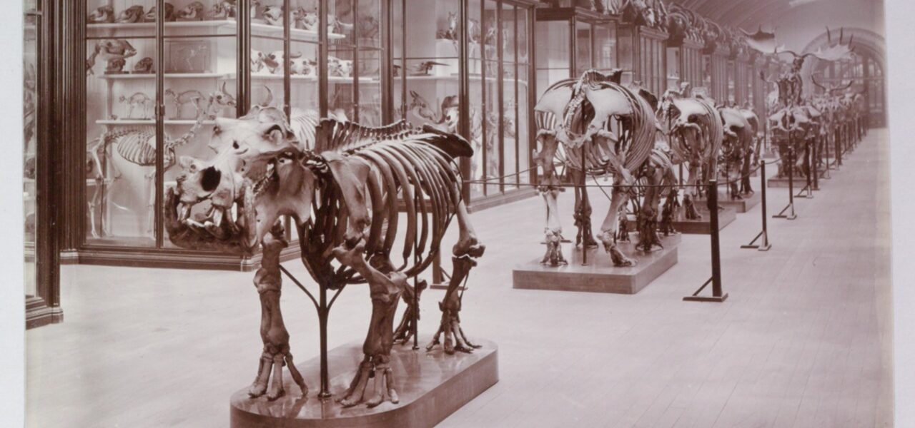 Historical Museum Gallery Reopens After 83-Year Closure