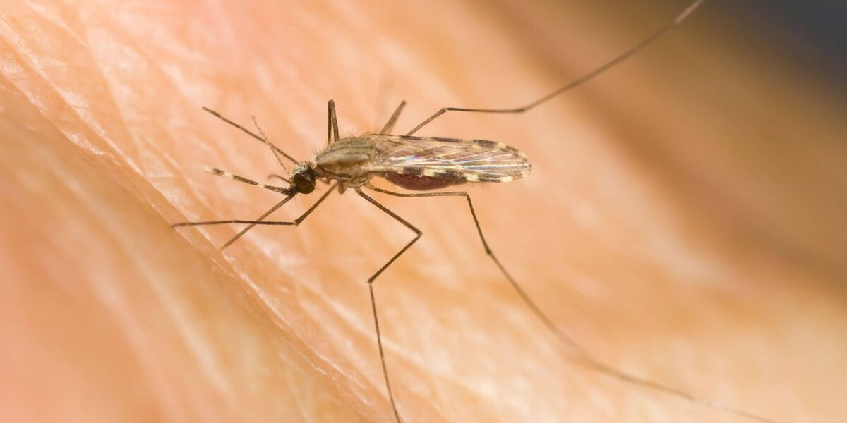 Single-Dose Malaria Drug Breakthrough Promises Simplified Global Treatment Single-Dose Malaria Drug Breakthrough Promises Simplified Global Treatment