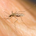 Single-Dose Malaria Drug Breakthrough Promises Simplified Global Treatment