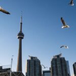 Canada’s Deadly Urban Landscape: Millions of Birds Perish Annually in Building Collisions Canada’s Deadly Urban Landscape: Millions of Birds Perish Annually in Building Collisions