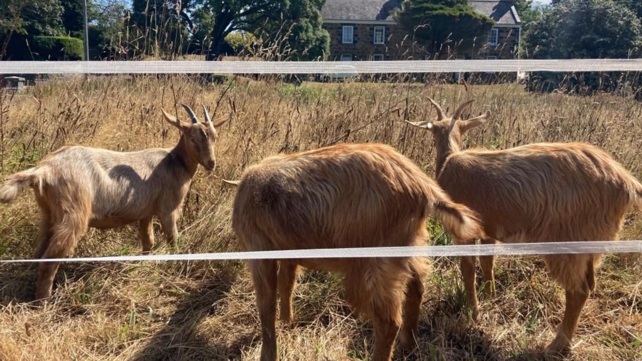 Royal Golden Guernsey Goats Join Conservation Herd in Ceremony