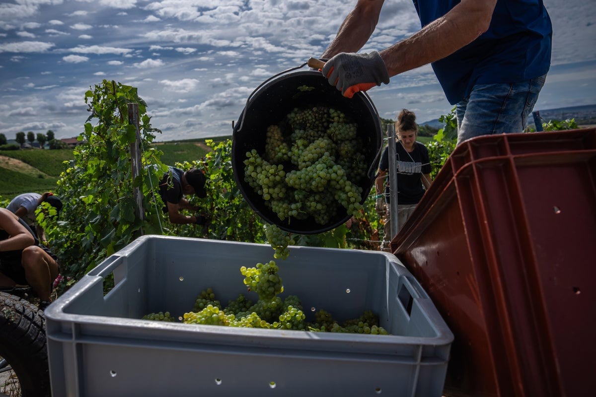 Champagne Growers Rush to Preserve Quality Amid Record-Early Harvest Champagne Growers Rush to Preserve Quality Amid Record-Early Harvest