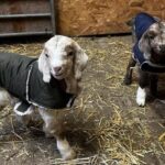 Buttercups Sanctuary Expands with 16.9 Acres Purchase to House 160 Goats