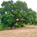 Historic Oak Tree, Dating to Sir Isaac Newton’s Era, Under Protection Measures