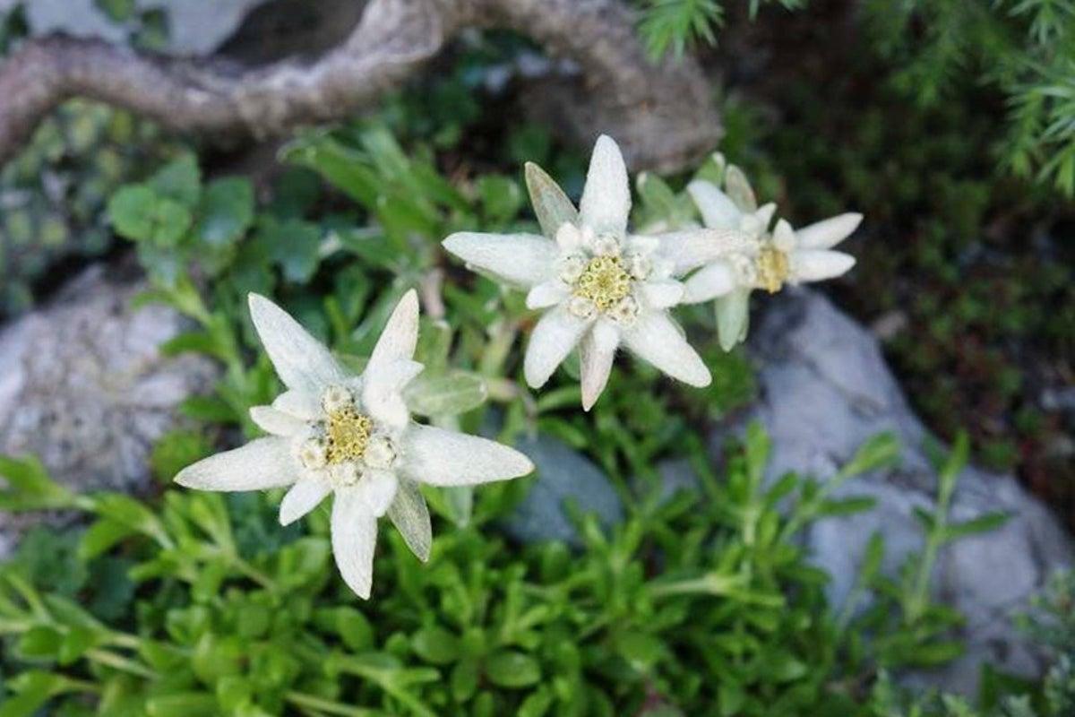 Edelweiss: The Rare Alpine Flower Capturing Rock Gardens Edelweiss: The Rare Alpine Flower Capturing Rock Gardens